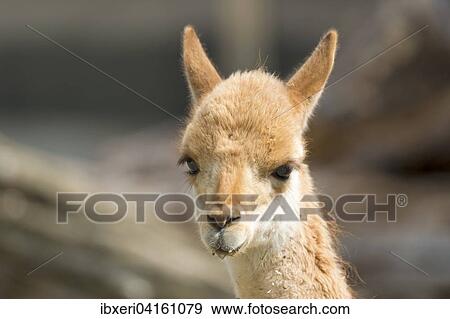 Vicuna (Vicugna vicugna), animal portrait, captive, native to South America View Large Photo Image Stock Photo - Vicuna (Vicugna vicugna), animal portrait, captive, native to South America. Fotosearch