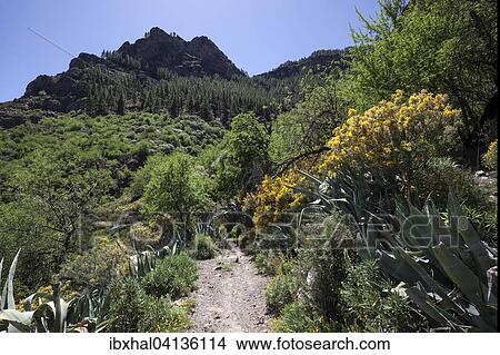 View from a hiking trail below Roque Nublo of flowering vegetation, Gran Canaria, Canary Islands, Spain, Europe View Large Photo Image Picture - View from a hiking trail below Roque Nublo of flowering vegetation, Gran Canaria, Canary Islands, Spain, Europe. Fotosearch