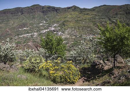 View from a hiking trail below Roque Nublo of blooming vegetation, the Barranco de Tejeda and Tejeda, Gran Canaria, Canary Islands, Spain, Europe View Large Photo Image Stock Image - View from a hiking trail below Roque Nublo of blooming vegetation, the Barranco de Tejeda and Tejeda, Gran Canaria, Canary Islands, Spain, Europe. Fotosearch