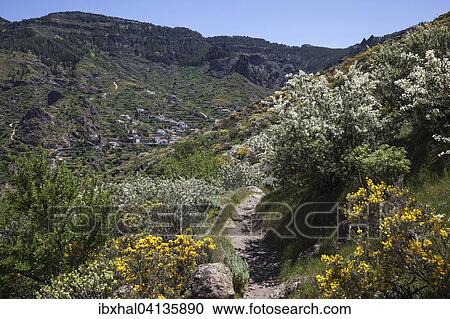Stock Image - View from a hiking trail below Roque Nublo of blooming vegetation, La Culata behind, Gran Canaria, Canary Islands, Spain, Europe. Fotosearch