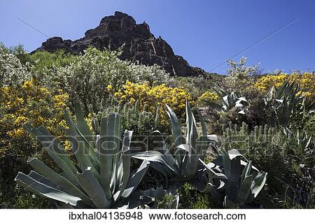 View from a hiking trail of blooming vegetation and Roque Nublo, Gran Canaria, Canary Islands, Spain, Europe View Large Photo Image Stock Photo - View from a hiking trail of blooming vegetation and Roque Nublo, Gran Canaria, Canary Islands, Spain, Europe. Fotosearch