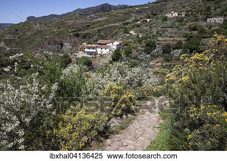 View from a hiking trail to flowering vegetation and houses of La Culata, hiking, Gran Canaria, Canary Islands, Spain, Europe View Large Photo Image Stock Photography - View from a hiking trail to flowering vegetation and houses of La Culata, hiking, Gran Canaria, Canary Islands, Spain, Europe. Fotosearch