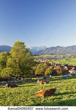 View from Aidlinger Heights across Riedsee lake to the Wetterstein Range, Upper Bavaria, Bavaria, Germany, Europe View Large Photo Image Stock Photo - View from Aidlinger Heights across Riedsee lake to the Wetterstein Range, Upper Bavaria, Bavaria, Germany, Europe. Fotosearch