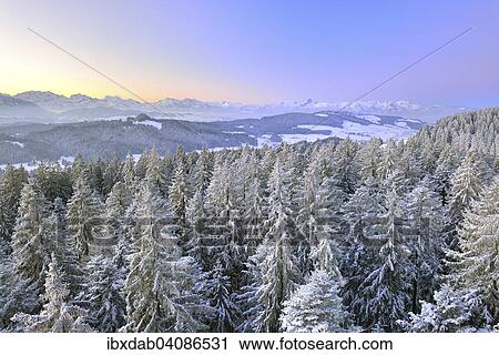 View from Chuderhusi over snow-covered fir trees in the Emmental region at dawn, at the back the Bernese Alps with the Bluemlisalp massif and the Stockhorn Range, Bernese Oberland, Canton of Bern, Switzerland, Europe View Large Photo Image Stock Image - View from Chuderhusi over snow-covered fir trees in the Emmental region at dawn, at the back the Bernese Alps with the Bluemlisalp massif and the Stockhorn Range, Bernese Oberland, Canton of Bern, Switzerland, Europe. Fotosearch