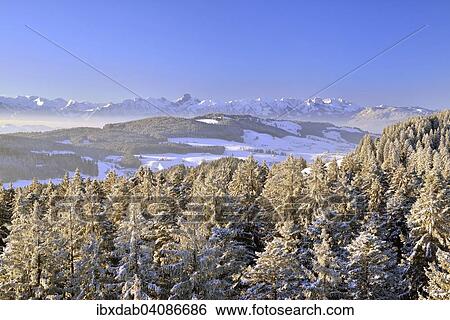 View from Chuderhusi over snow-covered fir trees in the Emmental region, at the back the Stockhorn Range, Bernese Alps, Bernese Oberland, Canton of Bern, Switzerland, Europe View Large Photo Image Stock Photograph - View from Chuderhusi over snow-covered fir trees in the Emmental region, at the back the Stockhorn Range, Bernese Alps, Bernese Oberland, Canton of Bern, Switzerland, Europe. Fotosearch