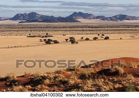View from Elim Dune onto grass steppe and Camel thorn trees (Vachellia erioloba) at Sesriem Camp, evening light, Namib Desert, Namib-Naukluft National Park, Namibia, Africa View Large Photo Image Stock Image - View from Elim Dune onto grass steppe and Camel thorn trees (Vachellia erioloba) at Sesriem Camp, evening light, Namib Desert, Namib-Naukluft National Park, Namibia, Africa. Fotosearch