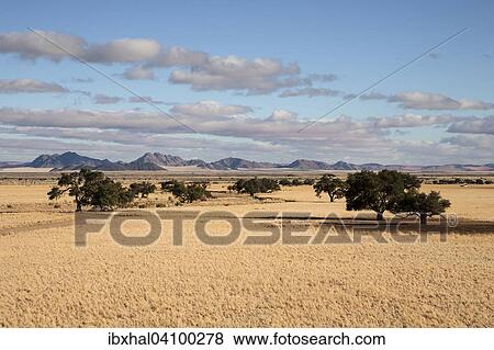 Stock Photo - View from Elim Dune onto grass steppe and Camel thorn trees (Vachellia erioloba) at Sesriem Camp, Namib Desert, Namib Naukluft Park, Namibia, Africa. Fotosearch