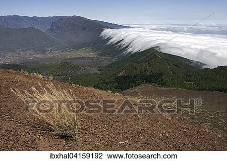 View from Pico Birigoyo onto the pine forest and the waterfall of clouds above the Cumbre Nueva, Valle Aridane and Caldere de Taburiente behind, La Palma, Canary Islands, Spain, Europe View Large Photo Image Stock Image - View from Pico Birigoyo onto the pine forest and the waterfall of clouds above the Cumbre Nueva, Valle Aridane and Caldere de Taburiente behind, La Palma, Canary Islands, Spain, Europe. Fotosearch