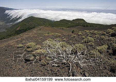 View from Pico Birigoyo onto the pine forest and the waterfall of clouds above the Cumbre Nueva, La Palma, Canary Islands, Spain, Europe View Large Photo Image Stock Photo - View from Pico Birigoyo onto the pine forest and the waterfall of clouds above the Cumbre Nueva, La Palma, Canary Islands, Spain, Europe. Fotosearch