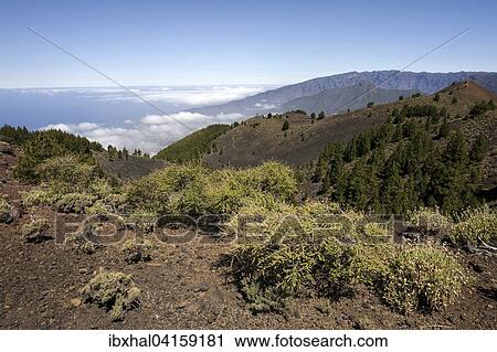 View from Pico Birigoyo onto the volcanic landscape and the pine forest in the Parque Natural de Cumbre Vieja, the Caldera de Taburiente behind, La Palma, Canary Islands, Spain, Europe View Large Photo Image Stock Image - View from Pico Birigoyo onto the volcanic landscape and the pine forest in the Parque Natural de Cumbre Vieja, the Caldera de Taburiente behind, La Palma, Canary Islands, Spain, Europe. Fotosearch
