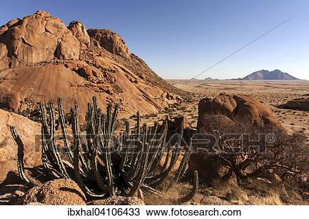 View from the Great Spitzkoppe, Gifboom (Euphorbia virosa) and blue-leaved corkwood (Commiphora glaucescens), little Spitzkoppe rear right, Spitzkoppe, Damaraland, Namibia, Africa View Large Photo Image Stock Image - View from the Great Spitzkoppe, Gifboom (Euphorbia virosa) and blue-leaved corkwood (Commiphora glaucescens), little Spitzkoppe rear right, Spitzkoppe, Damaraland, Namibia, Africa. Fotosearch
