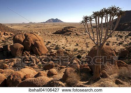 Stock Photo - View from the Great Spitzkoppe, quiver tree (Aloe dichotoma), Little Spitzkoppe behind, Damaraland, Namibia, Africa. Fotosearch