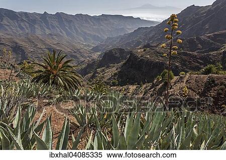 View from the hiking trail between the Mirador Degollada de Paraza and La Laja towards Chejelipes, Agaves (Agave) at the front, La Gomera, Canary Islands, Spain, Europe View Large Photo Image Stock Photography - View from the hiking trail between the Mirador Degollada de Paraza and La Laja towards Chejelipes, Agaves (Agave) at the front, La Gomera, Canary Islands, Spain, Europe. Fotosearch