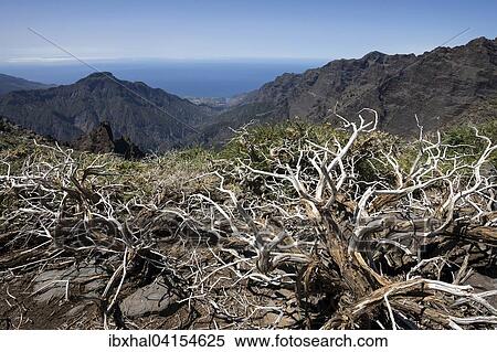 View from the Roque de los Muchachos on the Caldera de Taburiente, La Palma, Canary Islands, Spain, Europe View Large Photo Image Stock Photography - View from the Roque de los Muchachos on the Caldera de Taburiente, La Palma, Canary Islands, Spain, Europe. Fotosearch