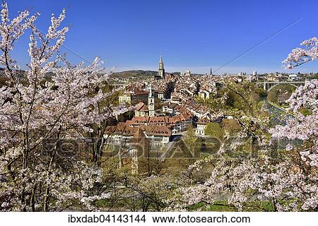 View of Bern's historic centre with flowering cherry trees, Bern, Canton of Bern, Switzerland, Europe View Large Photo Image Picture - View of Bern's historic centre with flowering cherry trees, Bern, Canton of Bern, Switzerland, Europe. Fotosearch