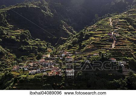 View of terraced fields and Achada do Til in Rosario, Madeira, Portugal, Europe View Large Photo Image Stock Photograph - View of terraced fields and Achada do Til in Rosario, Madeira, Portugal, Europe. Fotosearch