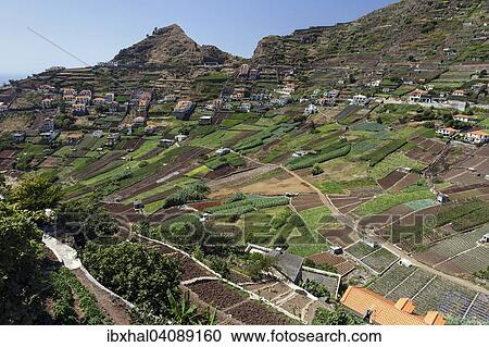 View of terraced fields in Camara de Lobos, Madeira, Portugal, Europe View Large Photo Image Stock Image - View of terraced fields in Camara de Lobos, Madeira, Portugal, Europe. Fotosearch