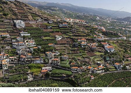 View of terraced fields in Camara de Lobos, Madeira, Portugal, Europe View Large Photo Image Stock Photo - View of terraced fields in Camara de Lobos, Madeira, Portugal, Europe. Fotosearch