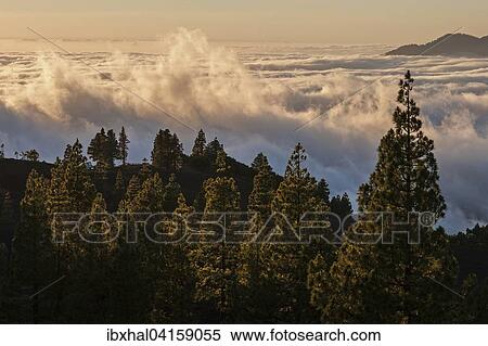 View onto Passat clouds above the Valle Aridane, Caldera de Taburiente, rear right, evening light, La Palma, Canary Islands, Spain, Europe View Large Photo Image Stock Photography - View onto Passat clouds above the Valle Aridane, Caldera de Taburiente, rear right, evening light, La Palma, Canary Islands, Spain, Europe. Fotosearch