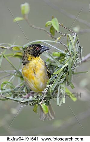 Village Weaver (Ploceus cucullatus), not yet fully coloured male building a nest, Maasai Mara National Reserve, Kenya, Africa View Large Photo Image Stock Image - Village Weaver (Ploceus cucullatus), not yet fully coloured male building a nest, Maasai Mara National Reserve, Kenya, Africa. Fotosearch