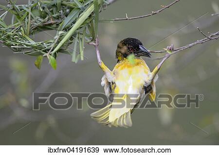 Village Weaver (Ploceus cucullatus), not yet fully coloured male building a nest, Maasai Mara National Reserve, Kenya, Africa View Large Photo Image Stock Photo - Village Weaver (Ploceus cucullatus), not yet fully coloured male building a nest, Maasai Mara National Reserve, Kenya, Africa. Fotosearch