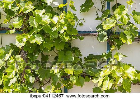 Stock Photo - Vine growing on a trellis, Weinbergstrasse, Oberlossnitz, Radebeul, Saxony, Germany, Europe. Fotosearch