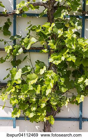 Vine growing on a trellis, Weinbergstrasse, Oberlossnitz, Radebeul, Saxony, Germany, Europe View Large Photo Image Stock Photo - Vine growing on a trellis, Weinbergstrasse, Oberlossnitz, Radebeul, Saxony, Germany, Europe. Fotosearch