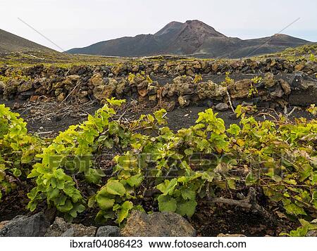 Stock Image - Vines growing in black lava at the Teneguia volcano, Fuencaliente, La Palma, Canary Islands, Spain, Europe. Fotosearch