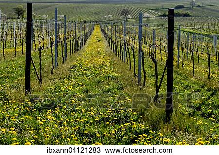 Stock Image - Vineyard in spring, Godramstein, Southern Palatinate, Palatinate, Rhineland-Palatinate, Germany, Europe. Fotosearch