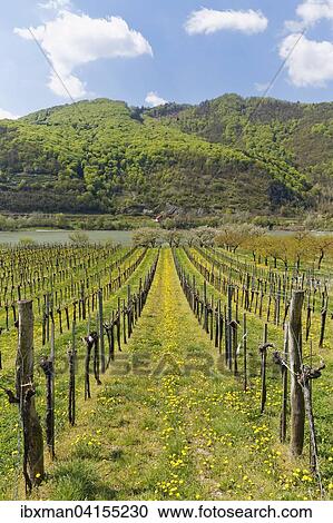 Vineyards in spring, Oberarnsdorf, Wachau, Lower Austria, Austria, Europe View Large Photo Image Stock Image - Vineyards in spring, Oberarnsdorf, Wachau, Lower Austria, Austria, Europe. Fotosearch