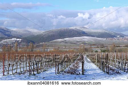 Stock Photograph - Vineyards in winter, Haardt range at the back, German Wine Route, also Southern Wine Route, Southern Palatinate, Palatinate, Rhineland-Palatinate, Germany, Europe. Fotosearch