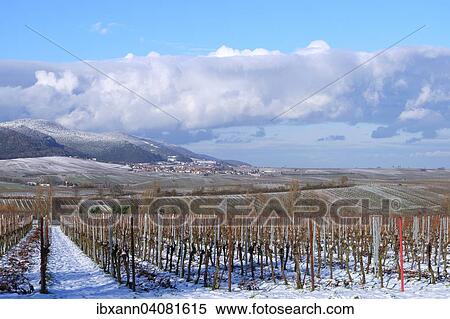 Vineyards in winter, Haardt range at the back, German Wine Route, also Southern Wine Route, Southern Palatinate, Palatinate, Rhineland-Palatinate, Germany, Europe View Large Photo Image Stock Photography - Vineyards in winter, Haardt range at the back, German Wine Route, also Southern Wine Route, Southern Palatinate, Palatinate, Rhineland-Palatinate, Germany, Europe. Fotosearch