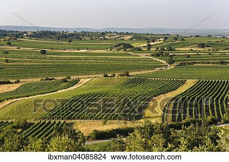 Vineyards, view from Mt. Kogel, near St. Margarethen, Northern Burgenland, Burgenland, Austria, Europe View Large Photo Image Picture - Vineyards, view from Mt. Kogel, near St. Margarethen, Northern Burgenland, Burgenland, Austria, Europe. Fotosearch
