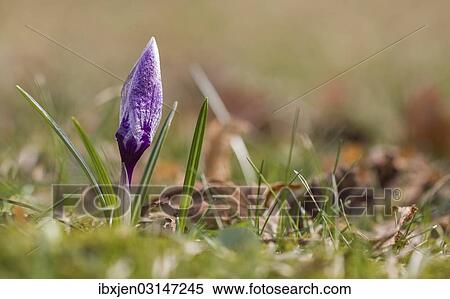 Violet Crocus (Crocus), closed flower View Large Photo Image Stock Photography - Violet Crocus (Crocus), closed flower. Fotosearch