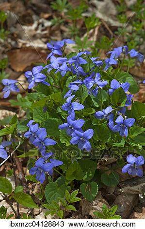 Violets (Viola) on the forest floor, Bavaria, Germany, Europe View Large Photo Image Stock Image - Violets (Viola) on the forest floor, Bavaria, Germany, Europe. Fotosearch