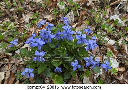 Violets (Viola) on the forest floor, Bavaria, Germany, Europe View Large Photo Image Stock Photography - Violets (Viola) on the forest floor, Bavaria, Germany, Europe. Fotosearch