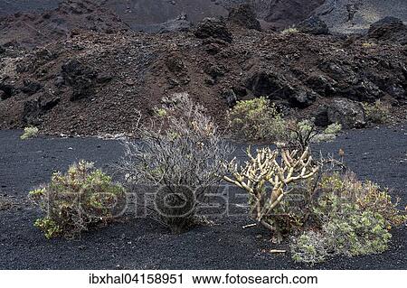 Volcanic landscape, lava, typical vegetation, near Fuencaliente, La Palma, Canary Islands, Spain, Europe View Large Photo Image Stock Image - Volcanic landscape, lava, typical vegetation, near Fuencaliente, La Palma, Canary Islands, Spain, Europe. Fotosearch