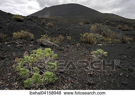 Stock Photo - Volcanic landscape, lava, typical vegetation, near Fuencaliente, La Palma, Canary Islands, Spain, Europe. Fotosearch