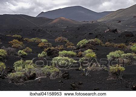 Volcanic landscape with typical vegetation, the volcano de San Antonio behind, near Fuencaliente, La Palma, Canary Islands, Spain, Europe View Large Photo Image Stock Image - Volcanic landscape with typical vegetation, the volcano de San Antonio behind, near Fuencaliente, La Palma, Canary Islands, Spain, Europe. Fotosearch