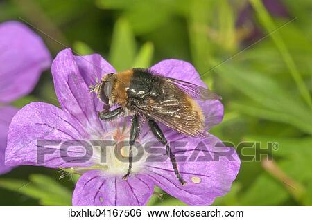 Stock Photograph - Volucella bombylans (Volucella bombylans) feeding on bloody geranium (Geranium sanguineum) pollen, Baden-Wurttemberg, Germany, Europe. Fotosearch