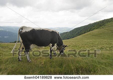 Vosges cattle (Bos primigenius taurus), rare endangered breed of cattle, Vosges, Alsace-Lorraine, France, Europe View Large Photo Image Stock Photo - Vosges cattle (Bos primigenius taurus), rare endangered breed of cattle, Vosges, Alsace-Lorraine, France, Europe. Fotosearch