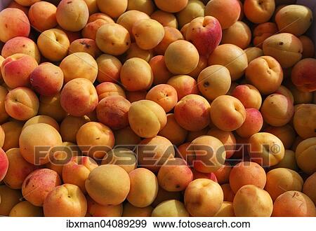 Wachau apricots, Spitz, Wachau, Lower Austria, Austria, Europe View Large Photo Image Stock Photo - Wachau apricots, Spitz, Wachau, Lower Austria, Austria, Europe. Fotosearch