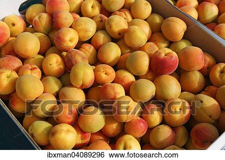 Wachau apricots, Spitz, Wachau, Lower Austria, Austria, Europe View Large Photo Image Stock Photograph - Wachau apricots, Spitz, Wachau, Lower Austria, Austria, Europe. Fotosearch