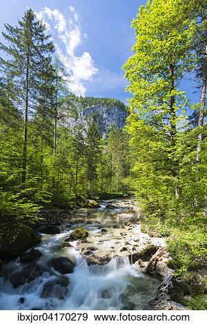 Stock Photo - Waldbachstrub, forest stream in Echerntal, Hallstatt, Upper Austria, Austria, Europe. Fotosearch