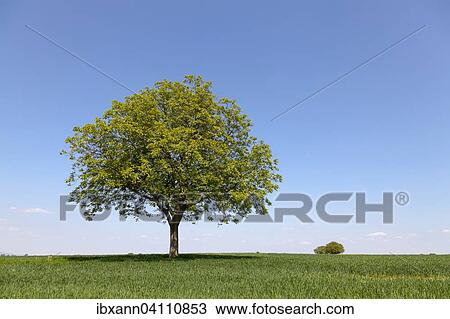 Walnut tree (Juglans regia) in grain field against blue sky, spring, Southern Palatinate, Palatinate, Rhineland-Palatinate, Germany, Europe View Large Photo Image Stock Image - Walnut tree (Juglans regia) in grain field against blue sky, spring, Southern Palatinate, Palatinate, Rhineland-Palatinate, Germany, Europe. Fotosearch