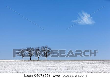 Walnut trees against a blue sky in winter, Palatinate, Rhineland-Palatinate, Germany, Europe View Large Photo Image Stock Image - Walnut trees against a blue sky in winter, Palatinate, Rhineland-Palatinate, Germany, Europe. Fotosearch