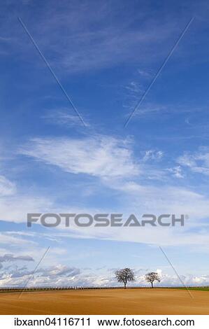 Walnut trees, blue sky with clouds, Palatinate, Rhineland-Palatinate, Germany, Europe View Large Photo Image Stock Image - Walnut trees, blue sky with clouds, Palatinate, Rhineland-Palatinate, Germany, Europe. Fotosearch
