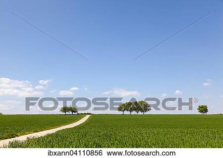 Walnut trees (Juglans regia) in grain field against blue sky, spring, Southern Palatinate, Palatinate, Rhineland-Palatinate, Germany, Europe View Large Photo Image Stock Photograph - Walnut trees (Juglans regia) in grain field against blue sky, spring, Southern Palatinate, Palatinate, Rhineland-Palatinate, Germany, Europe. Fotosearch