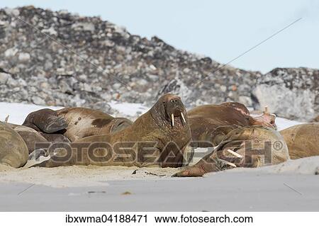 Stock Image - Walruses (Odobenus rosmarus) on the beach, Svalbard, Norway, Europe. Fotosearch