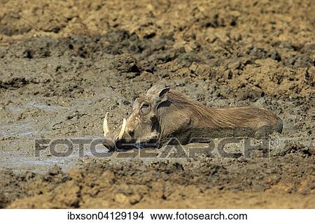 Warthog (Phacochoerus aethiopicus), adult, having a mud bath, Kruger National Park, South Africa, Africa View Large Photo Image Picture - Warthog (Phacochoerus aethiopicus), adult, having a mud bath, Kruger National Park, South Africa, Africa. Fotosearch